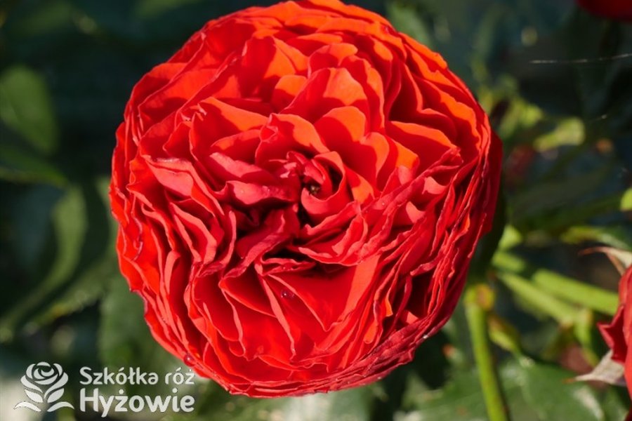 róża wielkokwiatowa - sadzonki róż dostępne w szkółce Hyżowie
